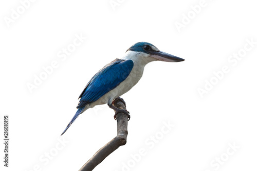 White-collared kingfisher isolated on white background,Blue and white bird