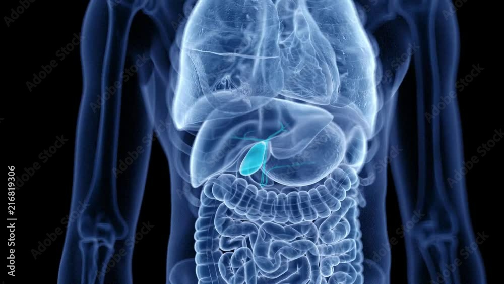 medical 3d animation of the human gallbladder medical 3d animation of the human gallbladder