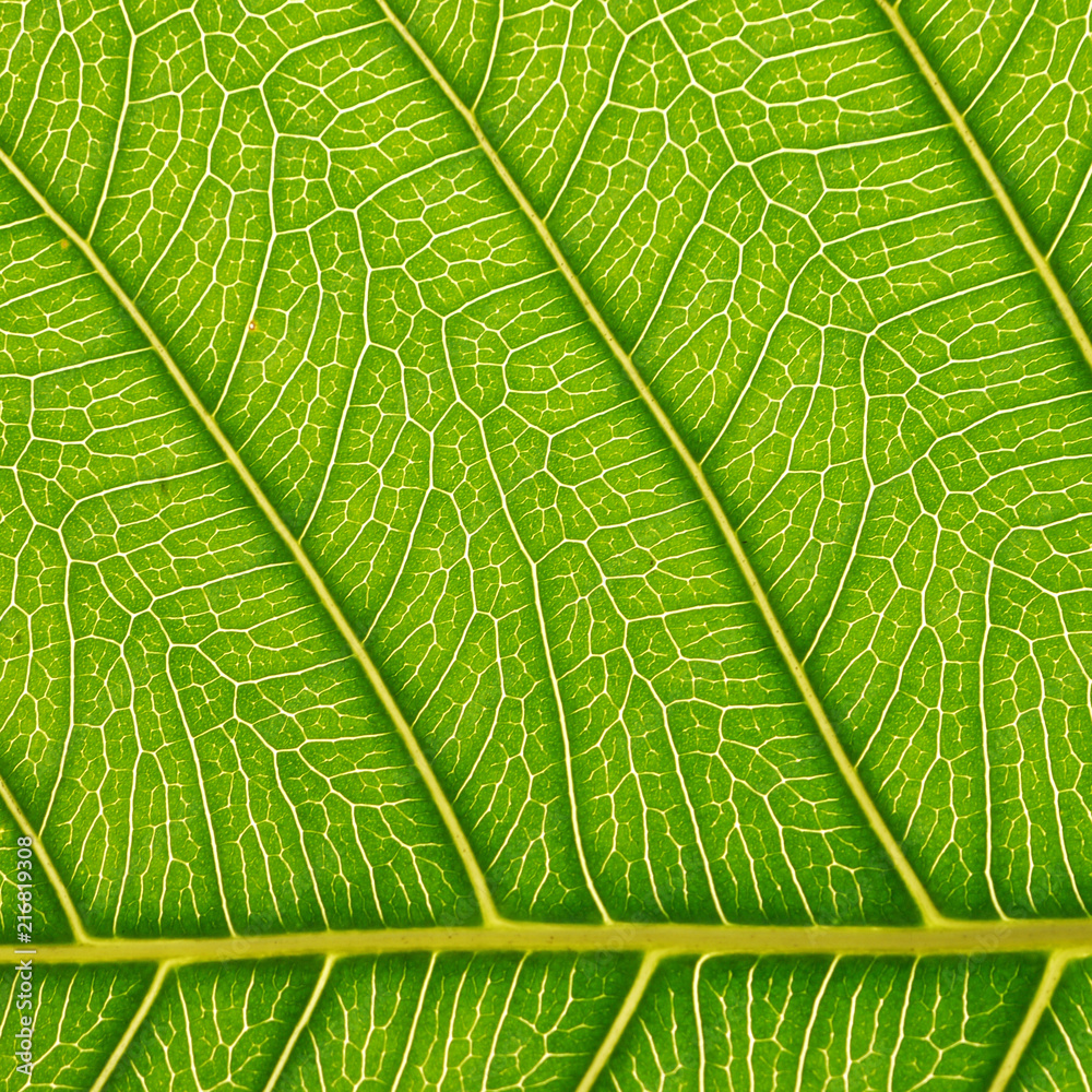 close-up green bodhi leaves close-up green bodhi leaves
