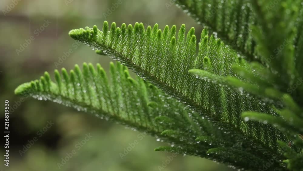 Close-up Shot of Green Coniferous Spruce Tree Under Rain Close-up Shot of Green Coniferous Spruce Tree Under Rain