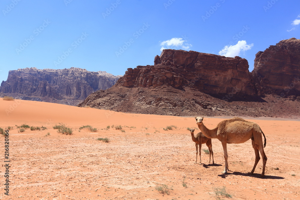 Arabian camels in desert of Wadi Rum, Jordan. Arabian camels in desert of Wadi Rum, Jordan.