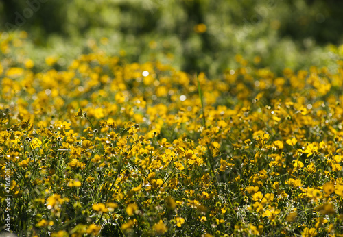 Beautiful spring yellow flowers under the bright sun. © avopross