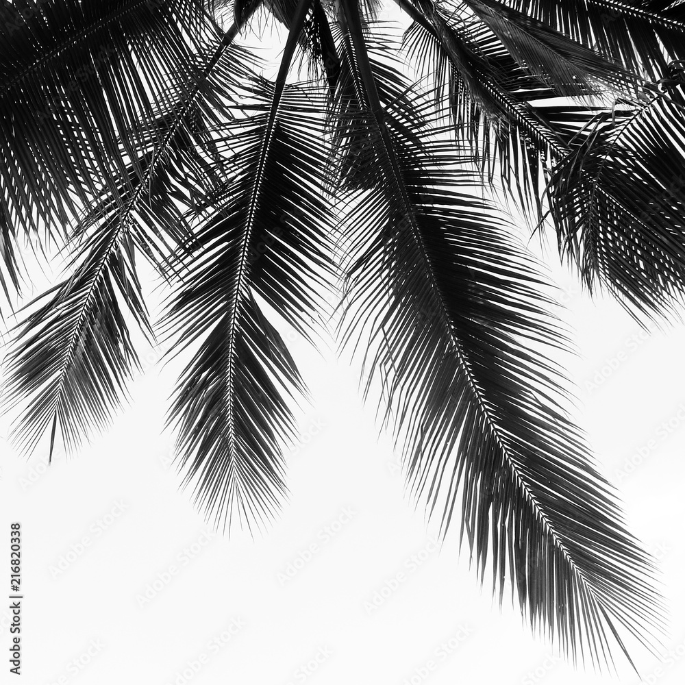 Obraz premium beautiful palms leaf on white background