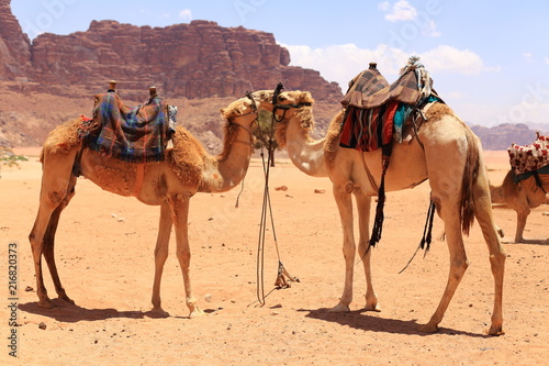 Arabian camels in desert of Wadi Rum, Jordan. 