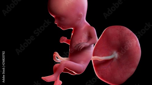 medically accurate 3d animation of a human fetus week 15 photo