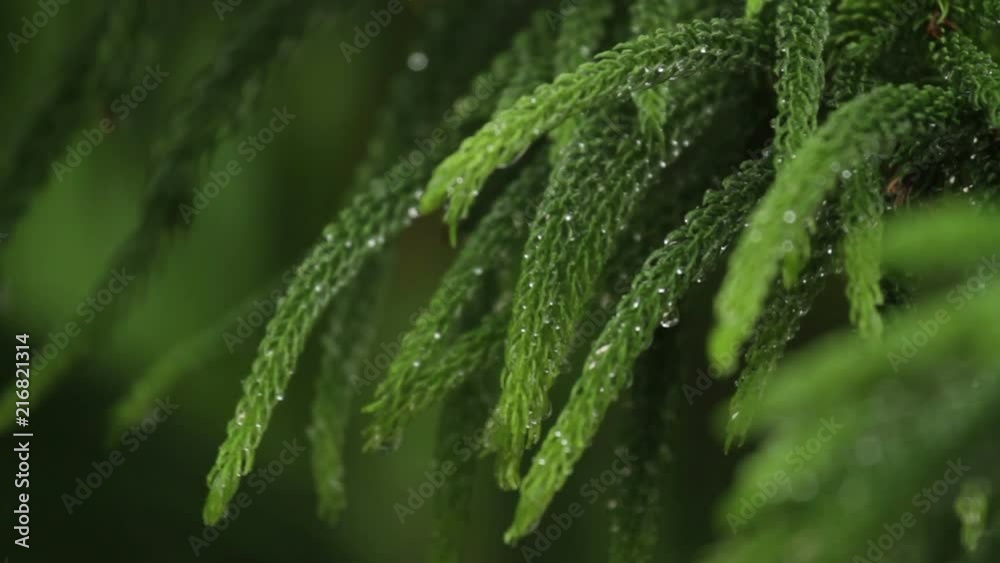 Close-up Shot of Green Coniferous Spruce Tree Under Rain Close-up Shot of Green Coniferous Spruce Tree Under Rain