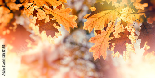 Beautiful nature in autumn - autumn leaves on tree 