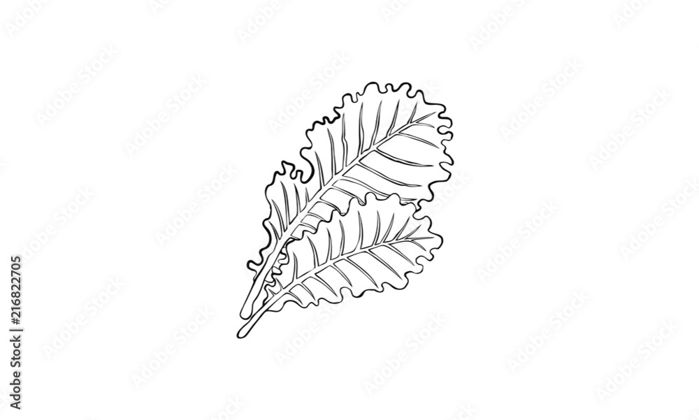 ケール イラスト Kale Stock ベクター Adobe Stock