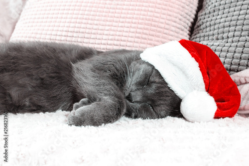 Сute cat sleeping in Santa's hat. Christmas concept. © meteoritka
