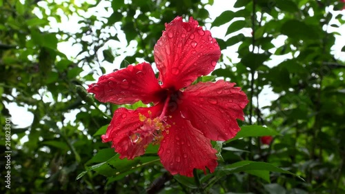 Big red flower of Chinese Hibiscus rosa-sinensis with rain drops