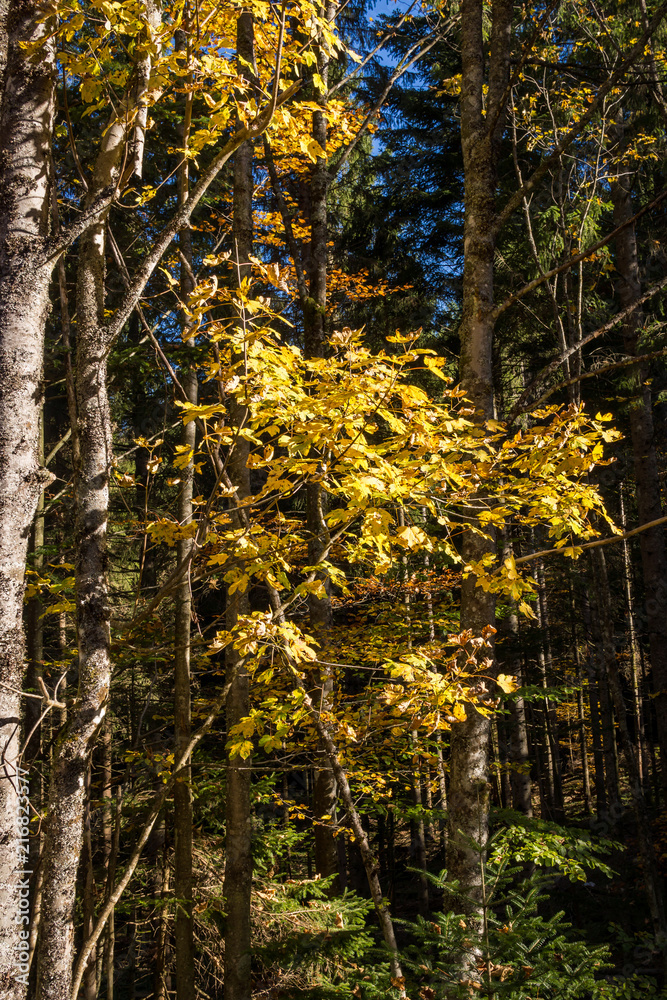 Obraz premium arbres de la forêt