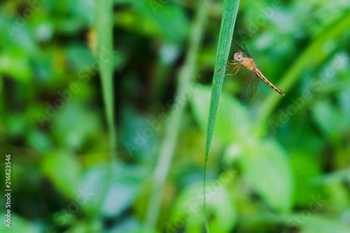 Dragonfly on the grass in the morning garden © Sitthikorn