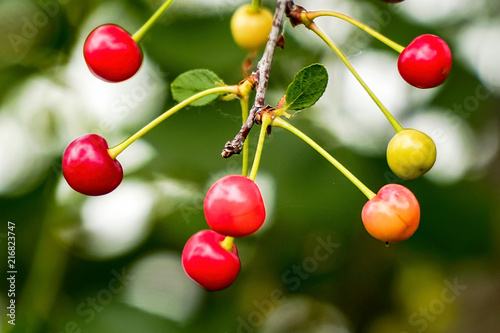 Cherry berries on a Bush in garden