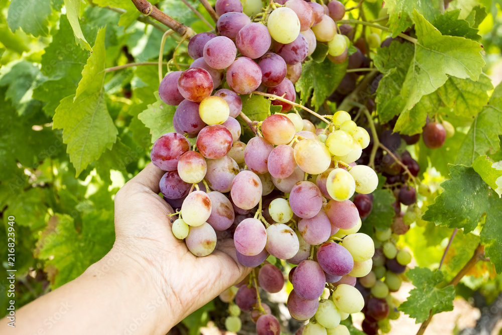 Grapes field, vineyard (Turkey Izmir vineyard)