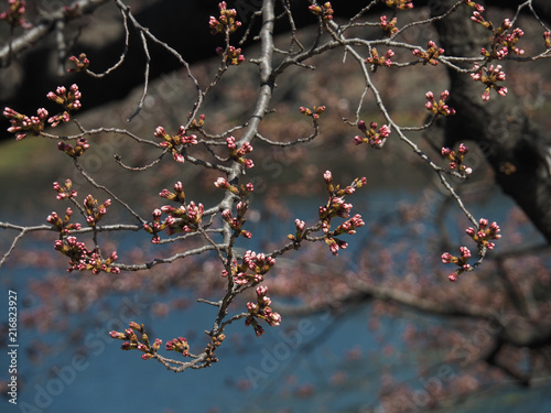 New cherry blossom branch