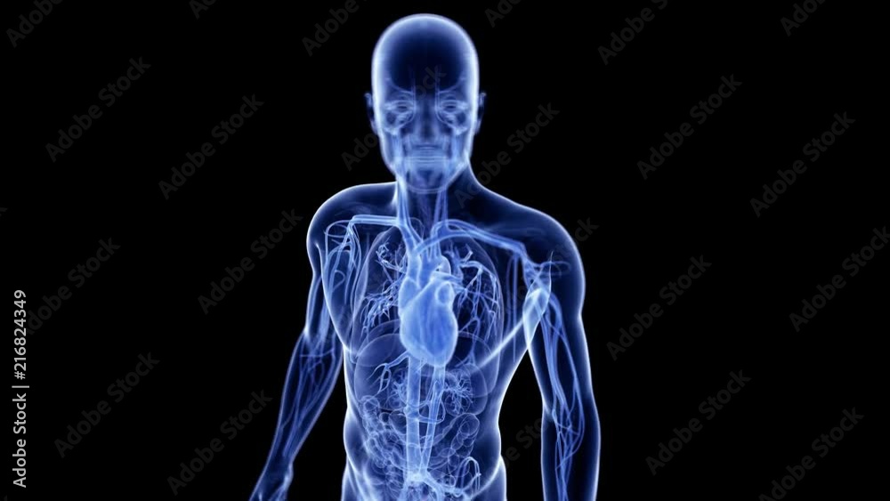 medically accurate 3d animation of the beating heart medically accurate 3d animation of the beating heart