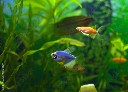 Blue Glofish (Gymnocorymbus ternetzi) in aquarium