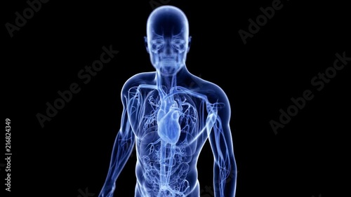 medically accurate 3d animation of the beating heart