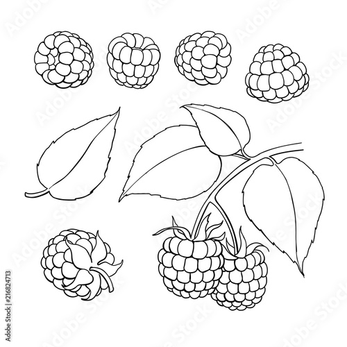 Raspberry vector drawing. Isolated berry branch sketch on white 