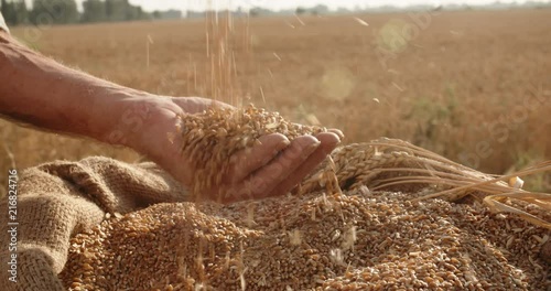 old farmer's hands sifting golden grains of wheat in sunset light in jute sack - agriculture concept 4k