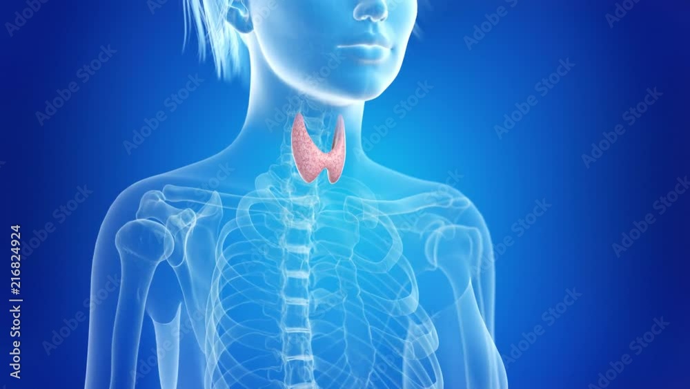 medically accurate 3d animation of the thyroid gland medically accurate 3d animation of the thyroid gland