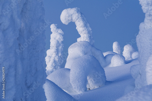 Frozen trees at Riisitunturi National Park photo