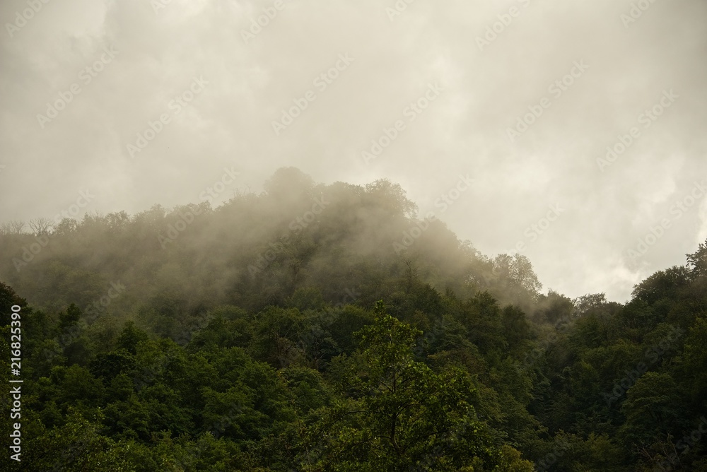 Fog over southern forest at dawn