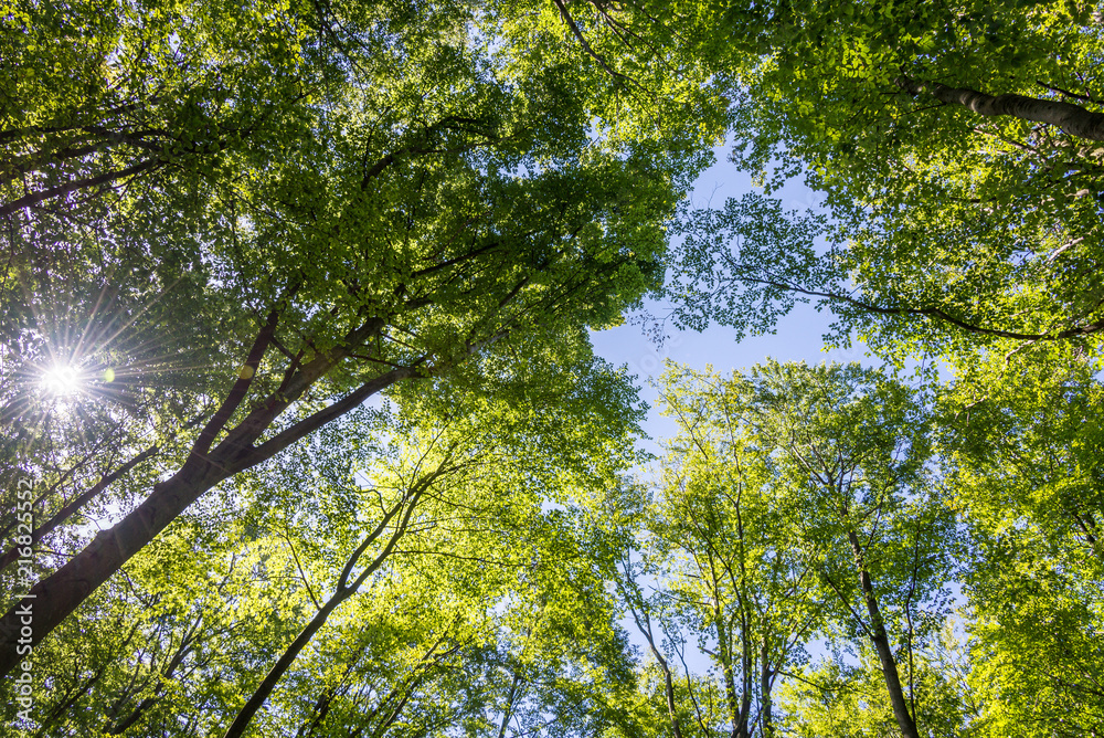 Obraz premium Green tree from below against blue sky as background