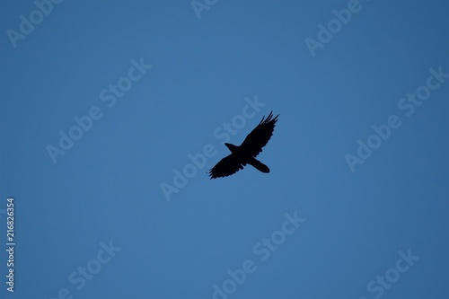 Silhouette of crows on blue sky background