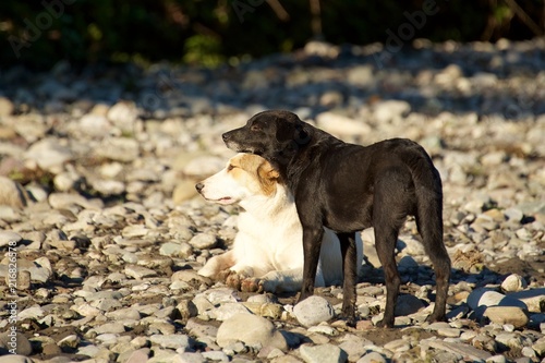 Photography Black and white dogs on rocks on the beach