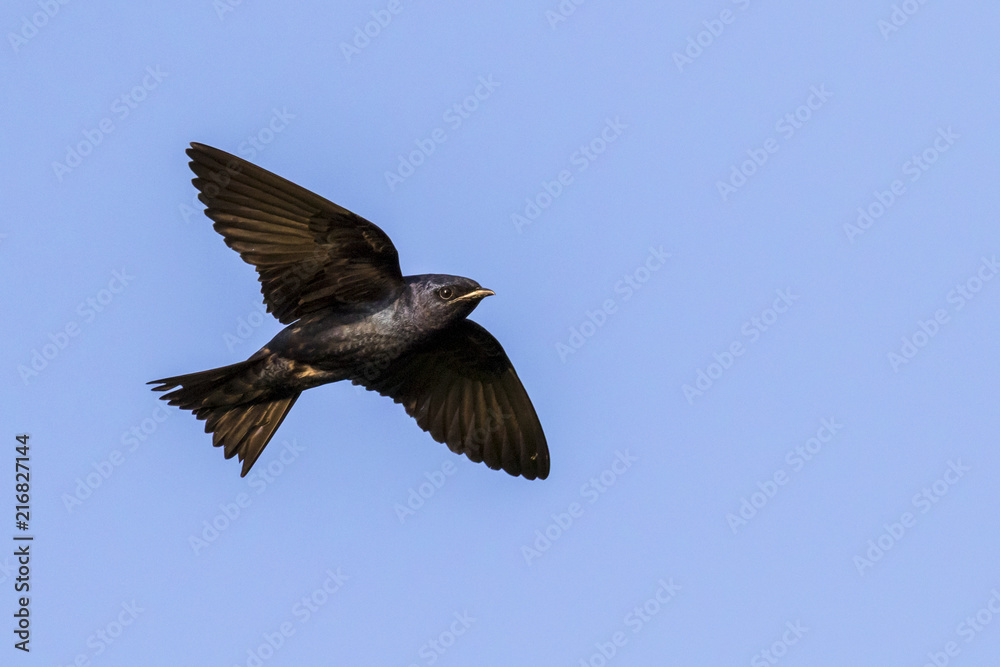 Male Purple martin (Progne subis) flying in blue sky, Iowa, USA Male Purple martin (Progne subis) flying in blue sky, Iowa, USA