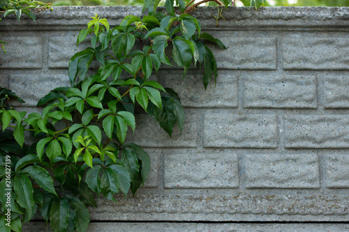 Background of green ivy on concrete fence - outdoor plant on exterior wall © Anna Kubczak