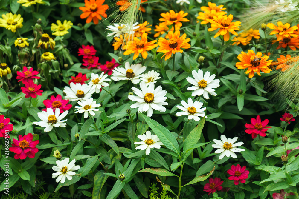Beautiful colourful zinnia flowers and wheat in garden Beautiful colourful zinnia flowers and wheat in garden
