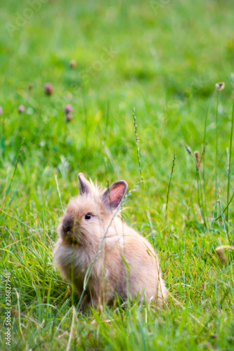picture of a bunny rabbit in the grass. Easter concept. portrait of a young rabbit