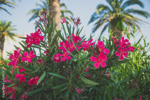 Beautiful pink flowers in the city park with palms.