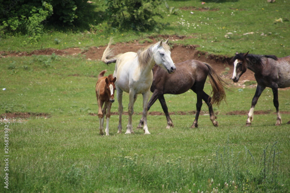  Horses galloping in a paddock