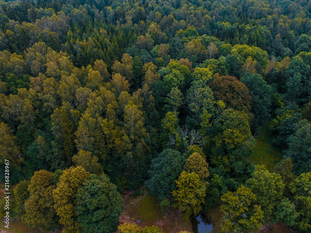 A beautiful view of the forest and fields from above. Drone photography 
