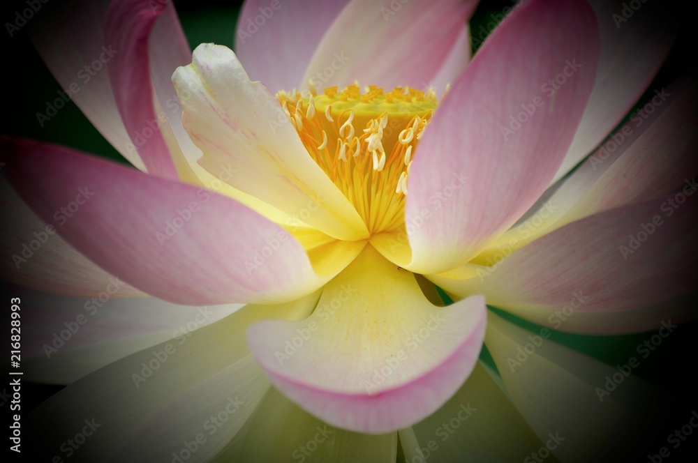 Fototapeta premium Coeur fondant