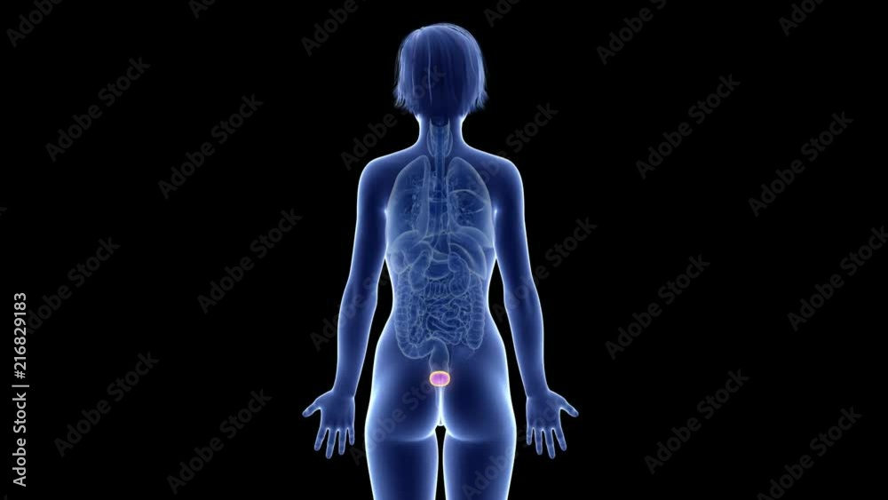 medically accurate 3d animation of the bladder medically accurate 3d animation of the bladder
