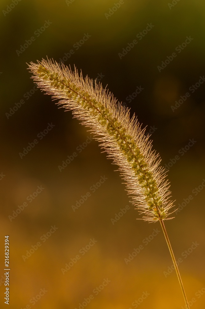 Grass on a meadow at sunset - in backlight. Isolated on a dark background