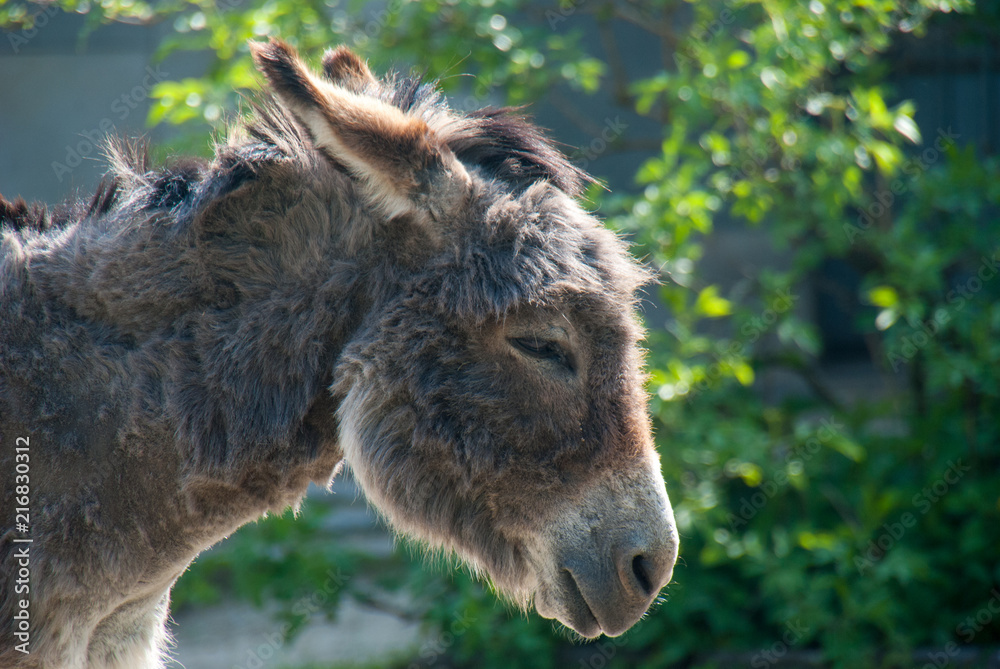 Portrait of a cute furry donkey standing in the sun Portrait of a cute furry donkey standing in the sun