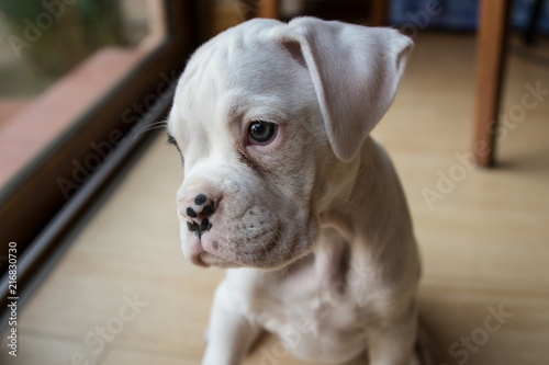 Puppy boxer photo