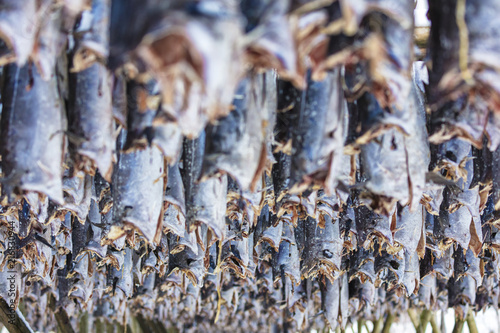 Details of stockfish hanging to dry, Lofoten Islands, Norway photo