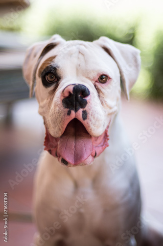 Boxer dog showing tongue photo