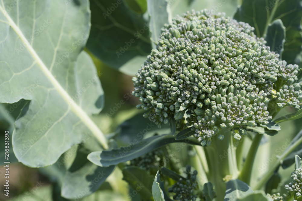 Green buds of broccoli. Green buds of broccoli.