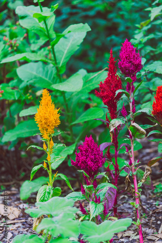 colorful celosia plumosia flowers © faithie