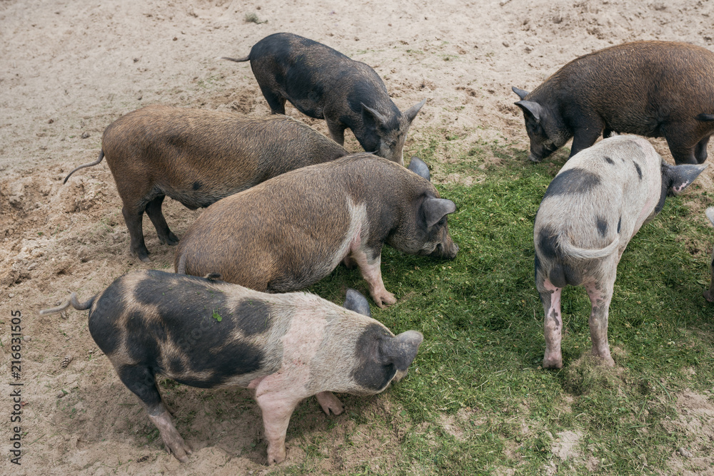 black and white pigs eat green grass on the farm black and white pigs eat green grass on the farm