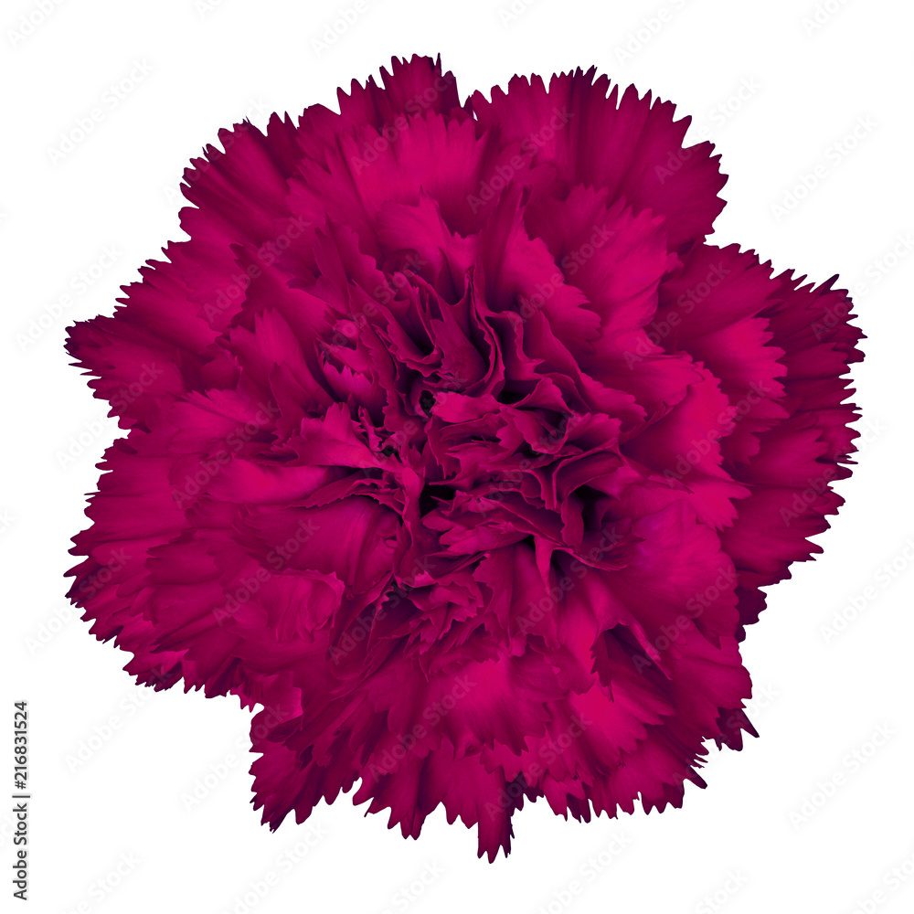 Amaranth carnation flower isolated on white background. Close-up. Element of design. Amaranth carnation flower isolated on white background. Close-up. Element of design.