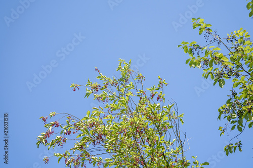 berries of black and red bird cherry on branches against the blue sky