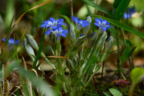 Bright blue flower.